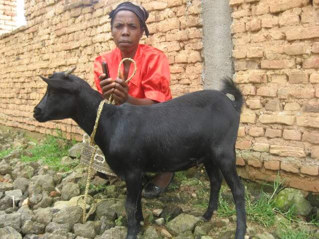 nyirakwezi concilie avec sa chèvre